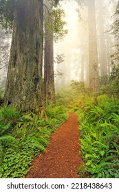 Footpath Through Redwood Trees And Pacific Rhododendron In Fog, Redwood National Park, California, Damnation Trail.