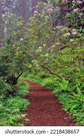 Footpath Through Redwood Trees And Pacific Rhododendron In Fog, Redwood National Park, California, Damnation Trail.