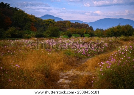 Footpath through wildflower cosmos bushes growing in the uncultivated pasture in Gyeongju City, South Korea, autumn landscape