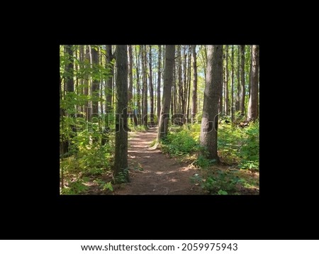 Similar – Wald im Frühling Erholung