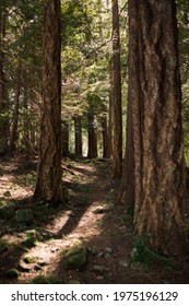 Footpath Trail Through Forest On Cortes Island, BC