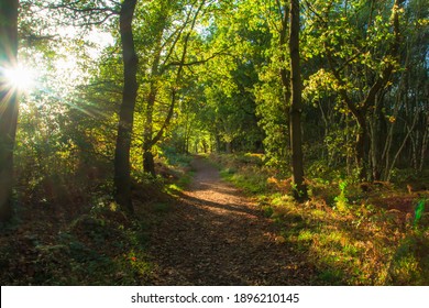 A footpath travelling through the ancient woods of Sherwood Forest, Nottingham.