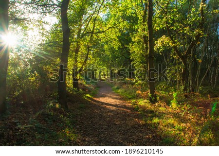 A footpath travelling through the ancient woods of Sherwood Forest, Nottingham.