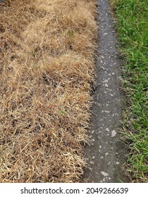 Footpath with two colors of grass on the same path