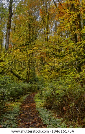 Footpath winds through deciduous forest near Cultus Lake, BC.  Taken in October, the leaves are turning yellow and gold