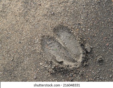 Footprint Of  Animal In Clay