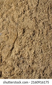 Footprint Of Chlorocebus Sabaeus (green Monkey) On Sand In Formosa Island, Bijagós Archipelago, Guinea-Bissau