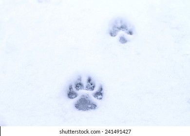 Footprint Dog In The Snow