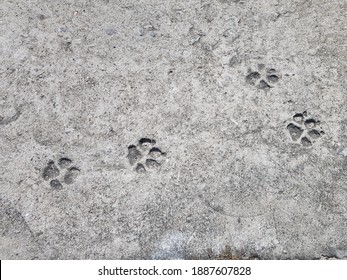 
Footprint From The Dog That Walked On The Freshly Cemented Sidewalk. Manaus - Amazon, Brazil
