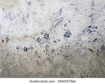 Footprint From The Dog That Walked On The Freshly Cemented Sidewalk. Manaus - Amazon, Brazil
