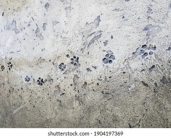 Footprint From The Dog That Walked On The Freshly Cemented Sidewalk. Manaus - Amazon, Brazil
