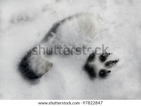 footprint dogs paw print