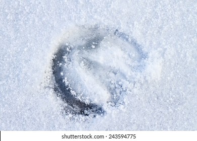 Footprint Of A Horse In Snow