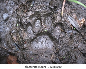 410 Jaguar footprint Images, Stock Photos & Vectors | Shutterstock