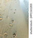 Dog’s footprint on the beach. Dog paw prints on the sand. loneliness concept, footprints in the sand of a beach near the ocean