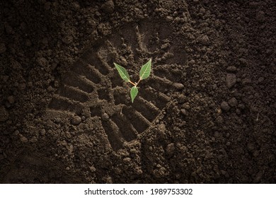 footprint on the ground, footprint on the soil, green plant sprout growing on black soil, earth day concept, nature protection and conservation, endangered plants, forests