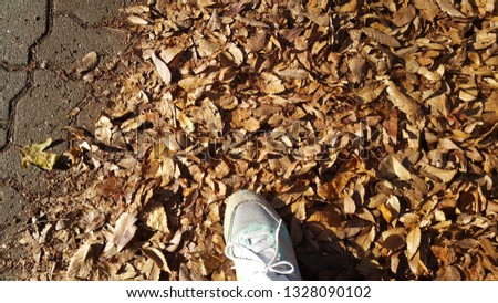 Similar – brown Autumn Cold Leaf Dry