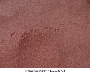 Footprint tracks of a little anmimal, marsupial in Red Earth Sand, Northern Territory, Australia