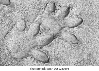 Footprint of wild animal marked the cement