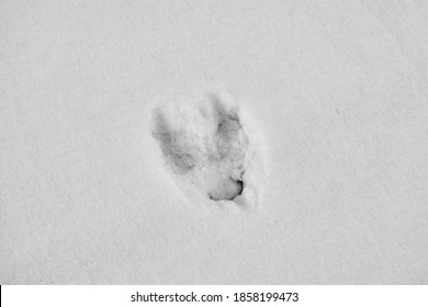 Footprint Of A Wild Boar In The Snow Close-up. Wild Animal Footprint In Snow.