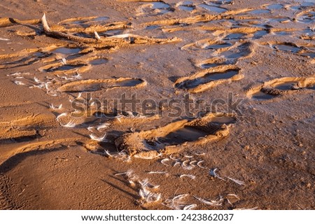 footprints and bird feather on a muddy lake shore