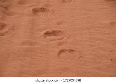 Footprints of camels in the sand of the Wadi Rum Desert, Jordan 