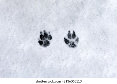 Footprints of a dog on the snow background. High quality photo