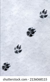 Footprints of a dog on the snow background. High quality photo