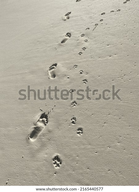Footprints of dog and owner walking on Cabbage\
Beach, Paradise Island,\
Bahamas