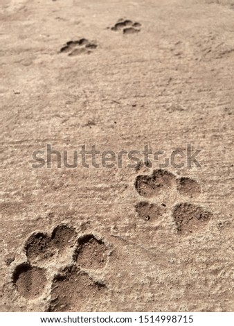 The footprints of the dog that he had made before the concrete floor had dried. On concrete