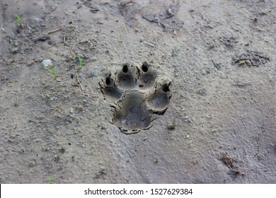 741 Sand Cat Footprint Stock Photos, Images & Photography 