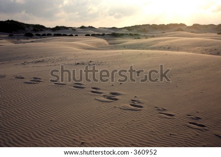 Footprints in the dunes