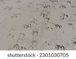 Footprints of a herd of buffaloes on the wet beach sand