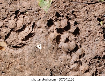 Footprints Of A Home Toys Pug Dog Playing Around A Home Garden On Brown Wet Dirt Floor After Rain 