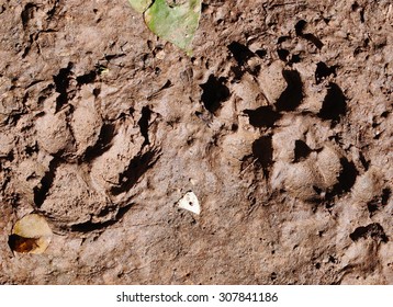 Footprints Of A Home Toys Pug Dog Playing Around A Home Garden On Brown Wet Dirt Floor After Rain 