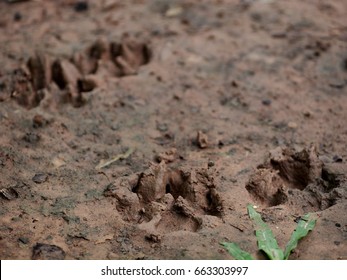 Footprints Of A Home Toys Pug Dog Playing Around A Home Garden On Brown Wet Dirt Floor After Rain 