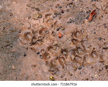 Footprints Of A Home Toys Pug Dog Playing Around A Home Garden On Brown Wet Dirt Floor After Rain 