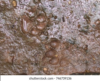 Footprints Of A Home Toys Pug Dog Playing Around A Home Garden On Brown Wet Dirt Floor After Rain Closeup Selective Focus 