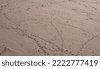 animal footprints in sand