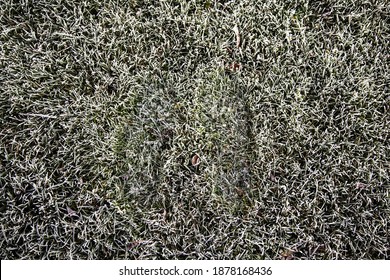 Fußabdrücke auf eisem Gras, auf Rasen, in der Natur und im Winter, Textur