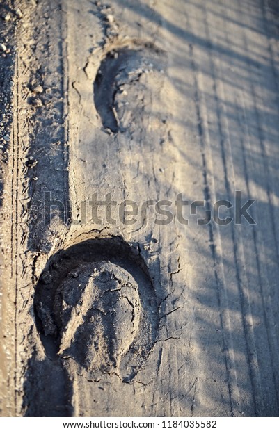Footprints left on the ground by a shod\
horse, next to the car\'s\
footprint\
