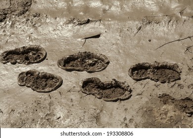 Footprints In Mud