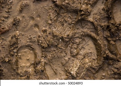 Footprints In Mud