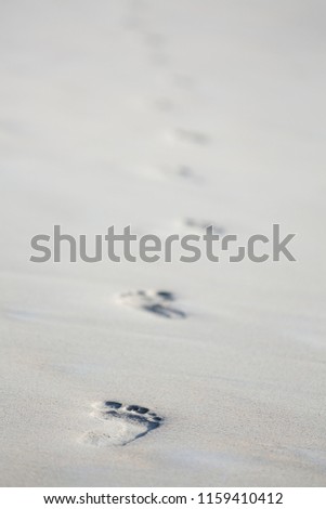 Footprints on a beach in Mahe, Seychelles with focus on the foreground.
