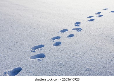 footprints on white snow in winter, footprints go across the snowfield - Powered by Shutterstock