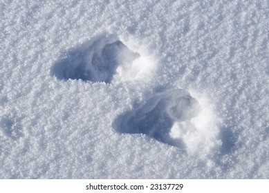 Footprints Rabbit Stock Photo 23137729 | Shutterstock