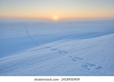 footprints of Rabbit, hare or bunny in snowy field during cold winter evening sunset with deep snow, fog and mist in Estonia - Powered by Shutterstock