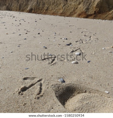 
Footprints in the sand. Footprints of birds. Sand beach