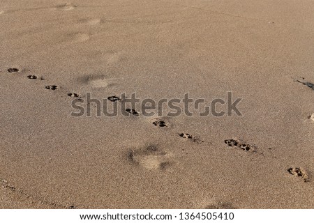 footprints in the sand on the shore