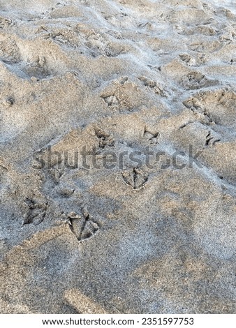 Footprints in the sand from seagulls at the beach